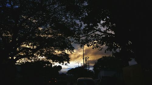 Silhouette of trees at sunset