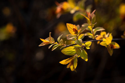 A branch with young leaves in natural conditions in spring.