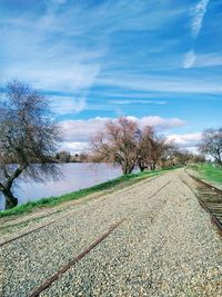 Close-up of flower trees against sky