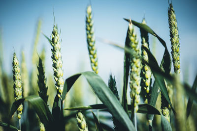 Close-up of stalks in field against sky