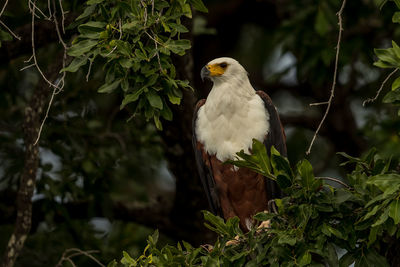 Bird perching on branch