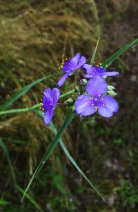 Close-up of purple flowers blooming