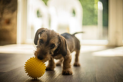 Dog looking away while sitting on floor at home