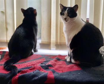 Black cat looking away while sitting at home