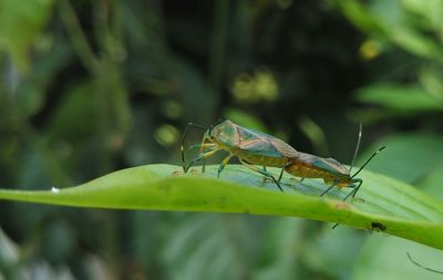 Close-up of an intimate moment of two insects on a leaf