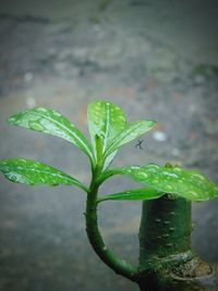 Close-up of green plant in water