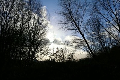 Silhouette of bare trees against sky