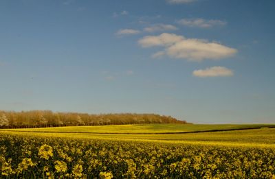 Scenic view of oilseed rape field against sky