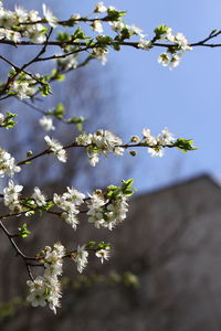 Low angle view of cherry blossoms in spring