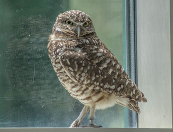 Close-up of owl perching outdoors