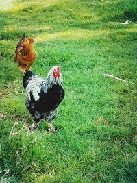 Rooster in field