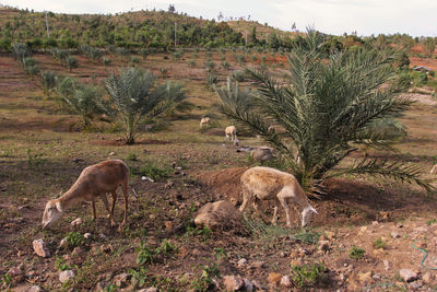 Sheep grazing in a field