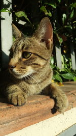 Close-up of cat sitting outdoors