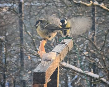 bird