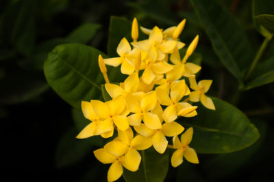 Close-up of yellow flowering plant