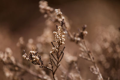 Close-up of wilted flowers on field