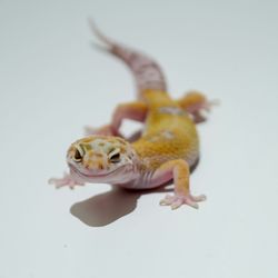 Close-up of a lizard over white background