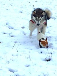 Snow covered field