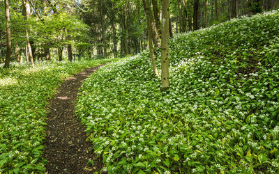 Fresh green plants in forest