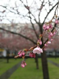 Close-up of cherry blossoms in spring