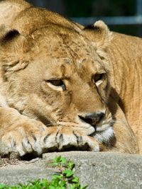 Close-up of lioness resting with eyes open
