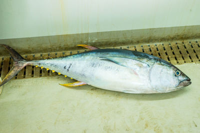 High angle view of fish on table