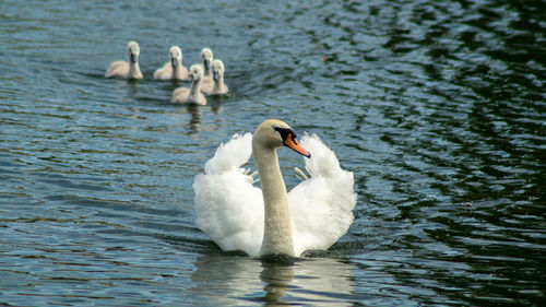 Swan swimming in lake