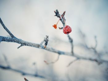 Close-up of frozen raspberry on tree