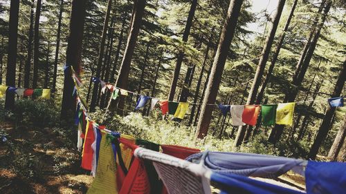 Multi colored flags hanging on tree in forest