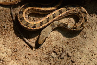 High angle view of lizard on land