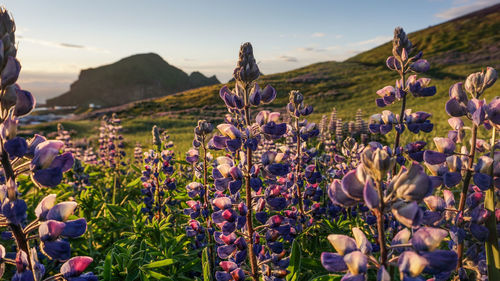 Close-up of purple flowering plants on land against sky