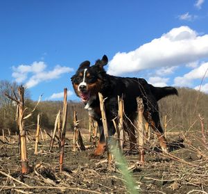 Dog standing on field against sky