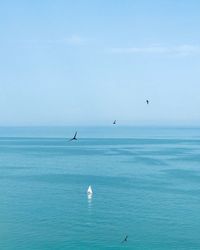 Swallow birds flying over sea