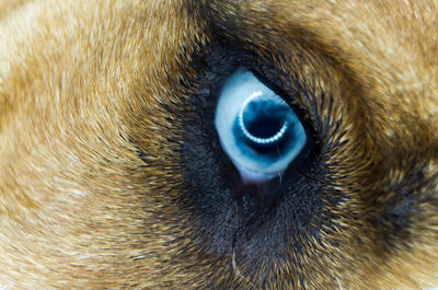 Close-up portrait of eye