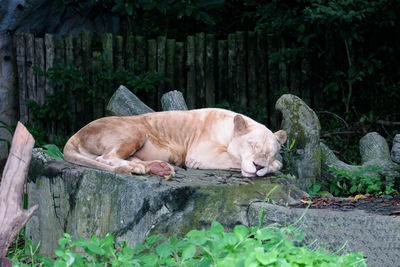 Lioness looking away