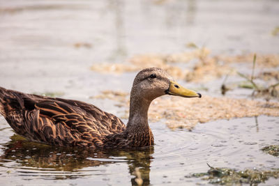 Female mottled duck anas fulvigula fulvigula swims in a pond with a lot of algae in naples, florida