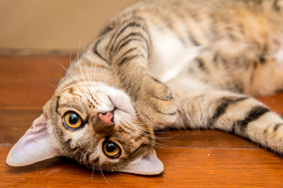 Close-up of portrait of cat lying on floor