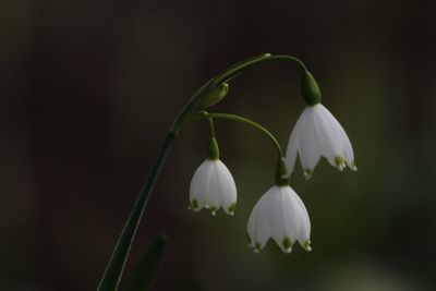 Close-up of white flowering plant