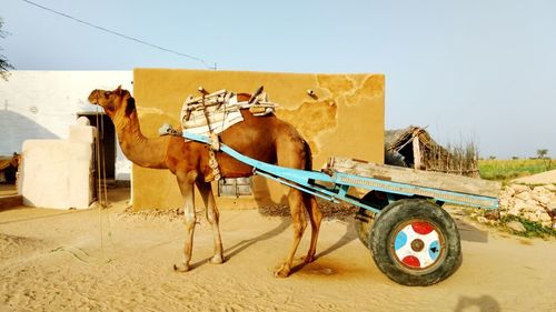 Horse cart on desert against clear sky