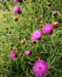 Close-up of pink thistle flowers