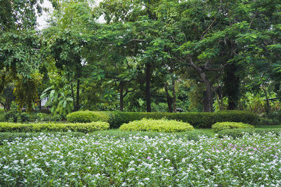 Scenic view of flower trees in forest