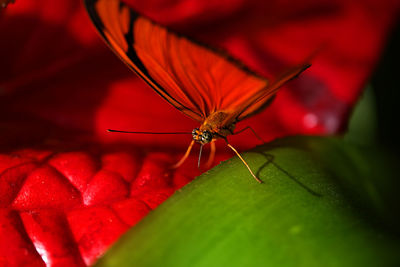 Close-up of insect on flower