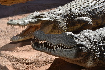 Close-up of crocodile