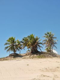 Low angle view of palm trees against clear blue sky