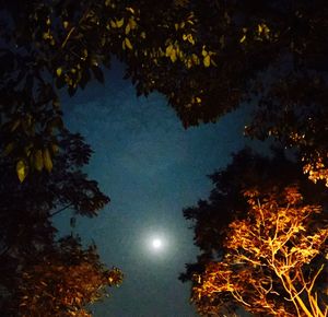 Low angle view of trees against sky at night