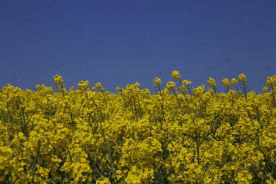 Yellow flowering plants on field against clear sky