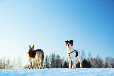 Dogs on snow covered land