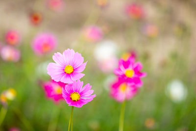 Close-up of pink flowering plants on field