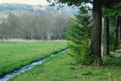 Scenic view of trees growing in forest