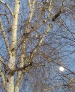 Low angle view of bare tree against sky